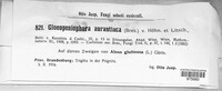 Peniophora aurantiaca image